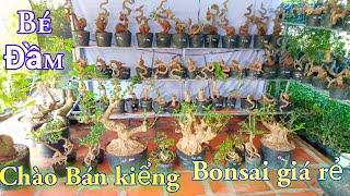 31/5. Bé Đầm. Đủ loại kiểng Bonsai giá rẻ. nhiều Loại LH #0969733713 Zalo Bao síp Toàn Quốc