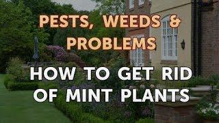 How to Get Rid of Mint Plants