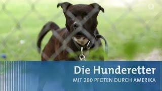 Reportage im Ersten: Die Hunderetter (Rescue Road Trips)