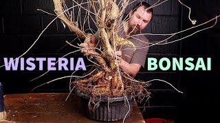 Starting a Wisteria Bonsai Masterpiece