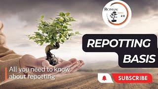 Bonsai Repotting Basics | The Bonsai Supply