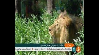 Iran Persian male lion in Tehran zoo شير نر پارسي در باغ وحش تهران ايران