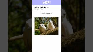 태어난김에 사는 새