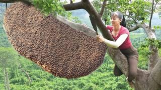 Use 3-wheeled Vehicle Harvesting Many Grapefruit Goes To Countryside Market Sell - Farm Life