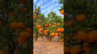 Enjoy Beautiful  Sweet Orange Farm