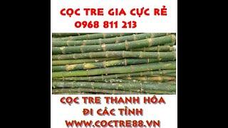 Cọc tre gốc giá Đại Lý, giao hàng toàn quốc