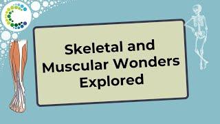 Skeletal and Muscular Wonders Explored