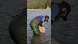 투망낚시 떠나볼까요 #Shorts #fishing #catch #cast #바다투망#서해바다#동해바다#여행