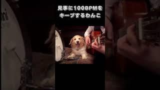 見事に100BPMをキープするわんこ