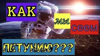 Посев петунии. Как его делаем мы.