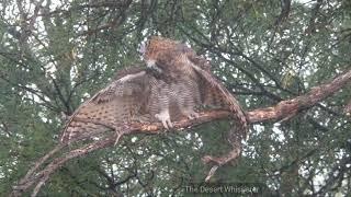 Great Horned Owl enjoying the rain in the desert