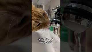 The only way cats drink water  #gingercat #orangecat #funnycats #catlover