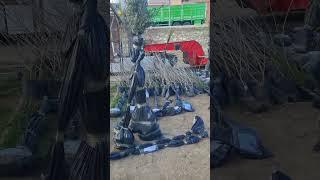 Çermik Tarım ve Fidancılık Sipariş Paketlemelerimiz Mart 2023