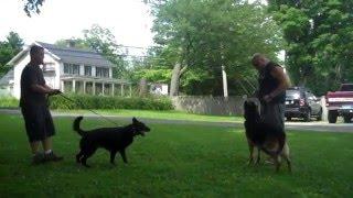 Stonehill Kennel | Duncan Dog Distraction | Goshen CT | 888-DOG-NOSE