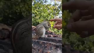 Squirrel Eating Peanuts #short
