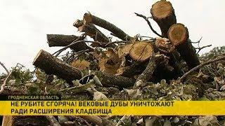 Вековые дубы уничтожают ради расширения кладбища в Гродненской области