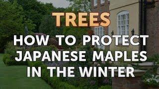 How to Protect Japanese Maples in the Winter