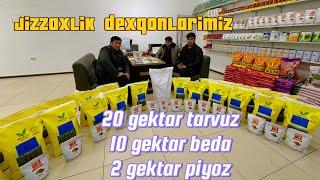 Jizzaxdan 20 gektarga Tarvuz Solenson Au produser 10 gektarga Beda +99833 301 90 90 +93 533 95 55