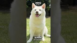 완벽한 시바견 여우!! #시바견 #백시바 #여우