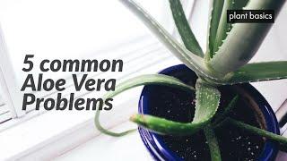 5 Common Aloe Vera Problems