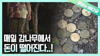 매일 감나무에서 돈이 떨어진다고요?? 대체 그 나무 어디있죠..?┃Money Producing Persimmon Tree..? Give Me the Address RN.