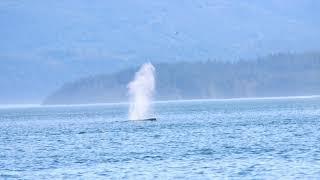 Prince of Whales Whale Watching tour in Telegraph Cove