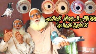 Baba zulfi kabootaro ka shoq karway huy || shani pigeon club jallo