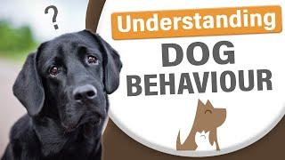 Understanding Dog Behaviour