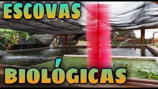 Como fizemos as escovas filtrantes para nossa criação de tilápias - PISCICULTURA LEMES