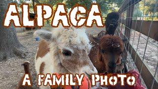 Meet Upsie Daisy: up close and personal with alpaca