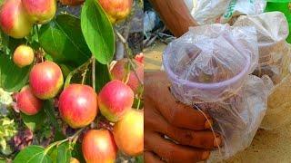 How to make apple ber cutting growing।Apple ber Ki cutting।@AliulGraftingTrees