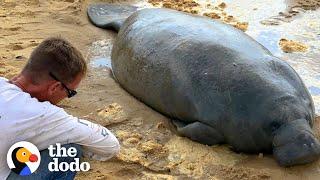 Stranded Manatee Rescued by Bulldozer | The Dodo