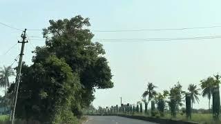 Beauty of Coconut Trees  Entering in to NH8 from Vesma, Navsari District, Gujarat State, INDIA