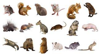 Learn Rodents Animals Names In English! Vocabulary List of Rodents: Rats,Mice,Squirrels & More! 