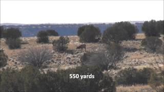 Bull Elk shot at 550 yards
