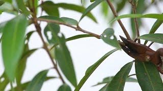Learn the Right Time to Prune - The Grumpy Gardener