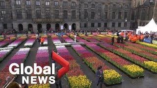 Vibrant tulips cover the streets of Amsterdam on National Tulip Day