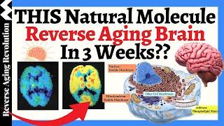 THIS Natural Molecule Revitalizes Your Fading Brain in 3 Weeks??