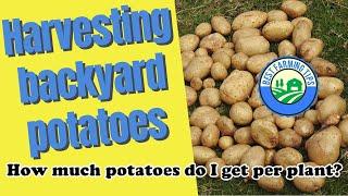Harvesting backyard potatoes:  How much potatoes do I get per plant?