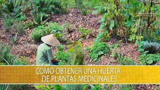 Como Obtener una Huerta de Plantas Medicinales - TvAgro por Juan Gonzalo Angel Restrepo