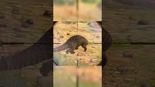 One shot one kill  Took down legendary Pangolin in way of hunter—#Hunting #Wildlife #GameOn#animals