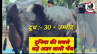  World Biggest Udder Top Murrha Buffalo 3rd timer Show Quailty