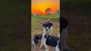 खेत वाले यार  #dog #viralvideo #shorts #nature #village #desi #trending #top #travel #love