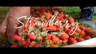 Strawberry harvest season | Višići - Bosnia and Herzegovina