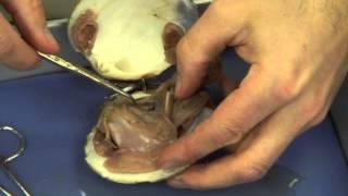 Mussel Dissection