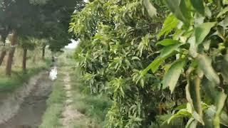 Mera Bagh/mera sukoon/greenery