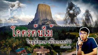 ปริศนาตอไม้ขนาดยักษ์ ที่หลายคนเชื่อว่าถูกยักษ์ตัดไป | เรื่องมันสั้น