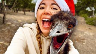 I show our emu the joy of christmas