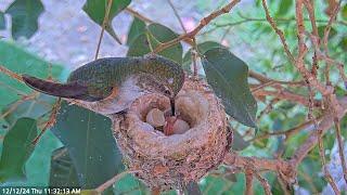 Olives First Chicks First Feeding - She Is So Gentle  #babyhummingbirds  #hummingbirdnest