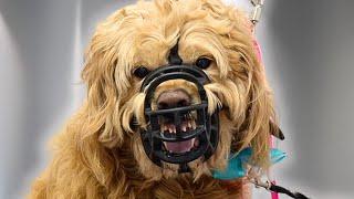 One of the most aggressive dogs I've ever worked on... | Goldendoodle